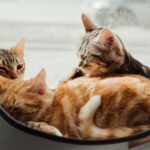 Three cats, including orange tabby and striped tabby varieties, curled up together in a cozy cat bed by a sunny window, enjoying a peaceful nap.