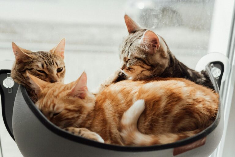 Three cats, including orange tabby and striped tabby varieties, curled up together in a cozy cat bed by a sunny window, enjoying a peaceful nap.