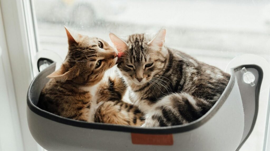 Two tabby cats cuddled together in a cozy cat bed by the window, one gently licking the other’s face