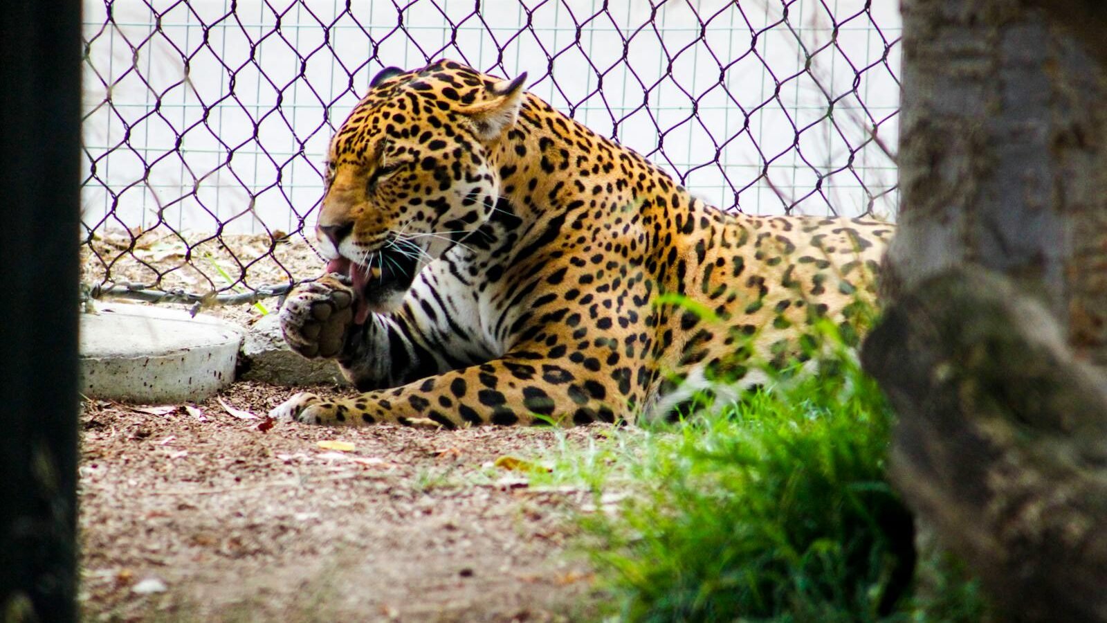 A leopard with a vibrant spotted coat lying in an enclosed area, chewing on its meal, surrounded by greenery and a chain-link fence.