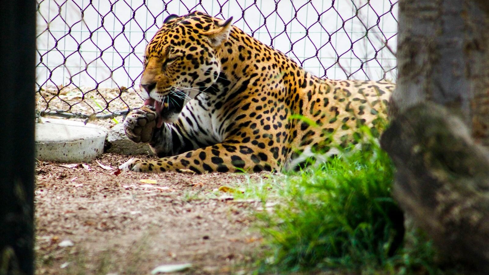 A leopard in a conservation enclosure, grooming itself while surrounded by natural elements and fencing for protection.