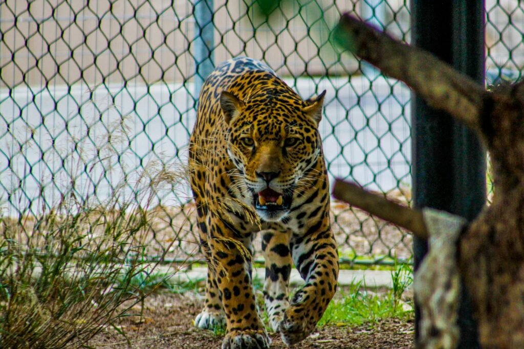 cat research: Close-up of a powerful jaguar in a zoo habitat, displaying its fierce expression and elegant spots.