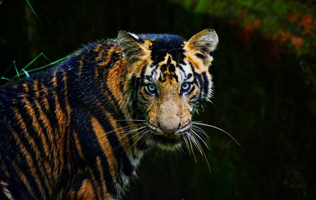 culture: Close-up of a Bengal tiger with fierce blue eyes, showcasing its stunning stripes in a natural habitat.