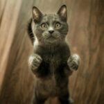 A playful gray kitten standing on its hind legs with an inquisitive expression, set against a wooden floor background.