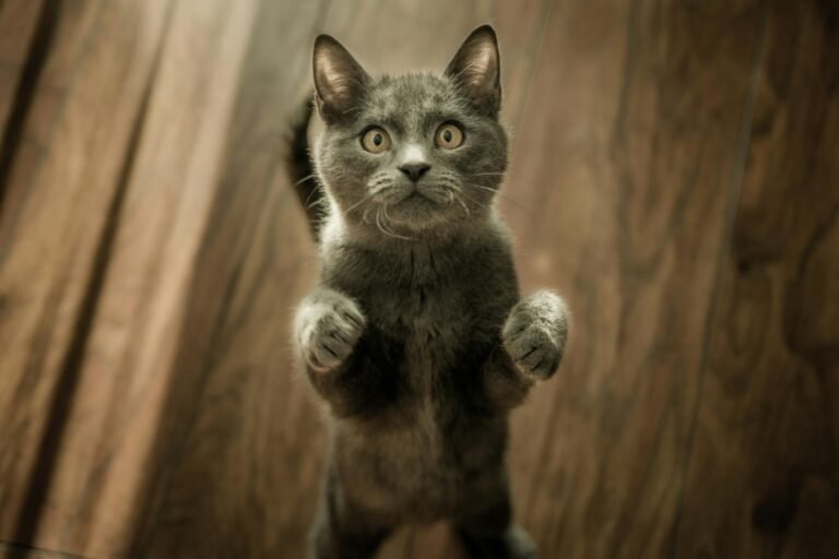A playful gray kitten standing on its hind legs with an inquisitive expression, set against a wooden floor background.