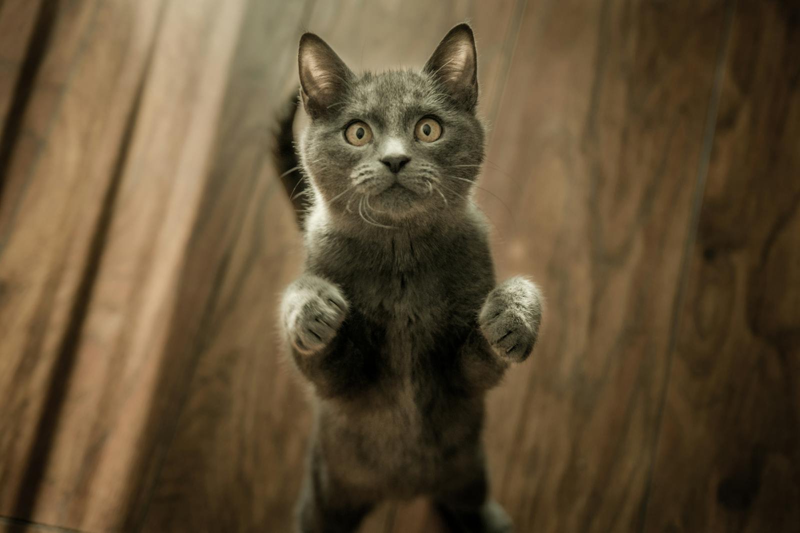 A playful gray kitten standing on its hind legs with an inquisitive expression, set against a wooden floor background.
