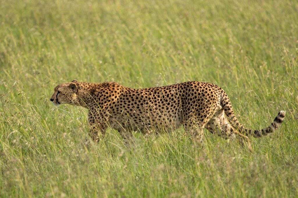 cheetah, mammal, wildlife, animal, acinonyx jubatus, masai mara, kenya, africa, nature, cheetah, cheetah, cheetah, cheetah, cheetah, masai mara