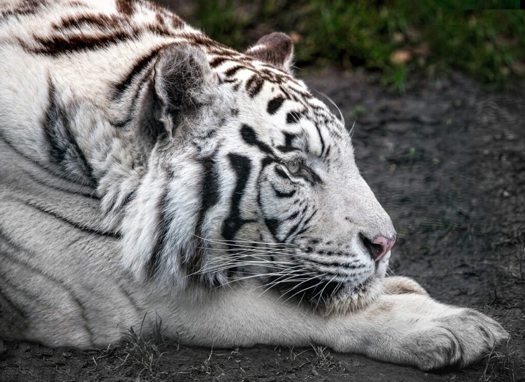 wildlife corridor: animal, white tiger,