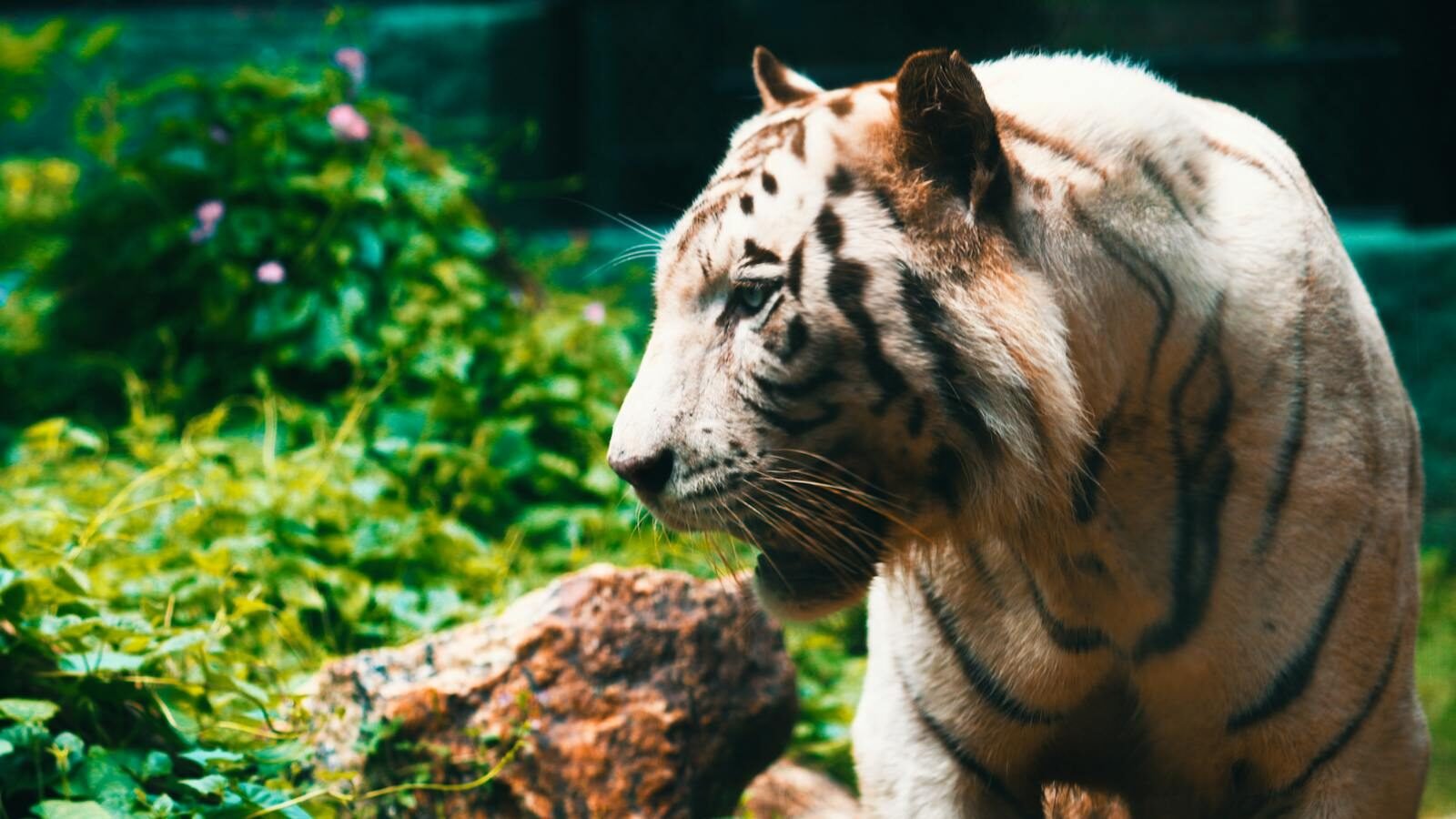 A white tiger with striking black stripes standing in lush greenery, with rocks and foliage surrounding it in a natural habitat.