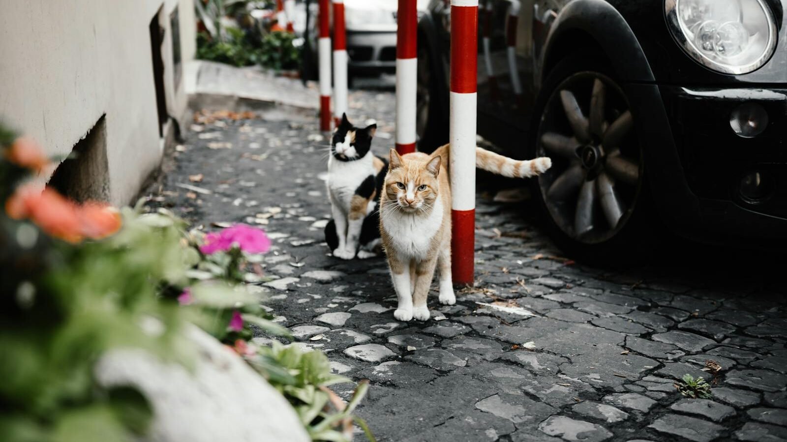 Two cats, an orange-and-white tabby and a black-and-white cat, walking confidently on a cobblestone street beside a parked car and vibrant flowers.