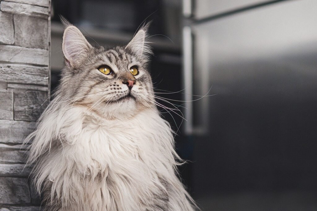 gentle giant: cat, maine coon,
