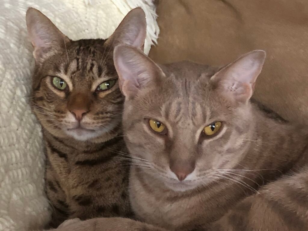 fur pattern: Two adult ocicats laying side-by-side
