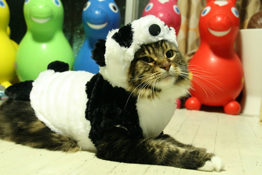 World records: Photo of a panda cat