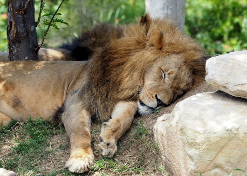 cat hybrid: lion lying on gray rock during daytime