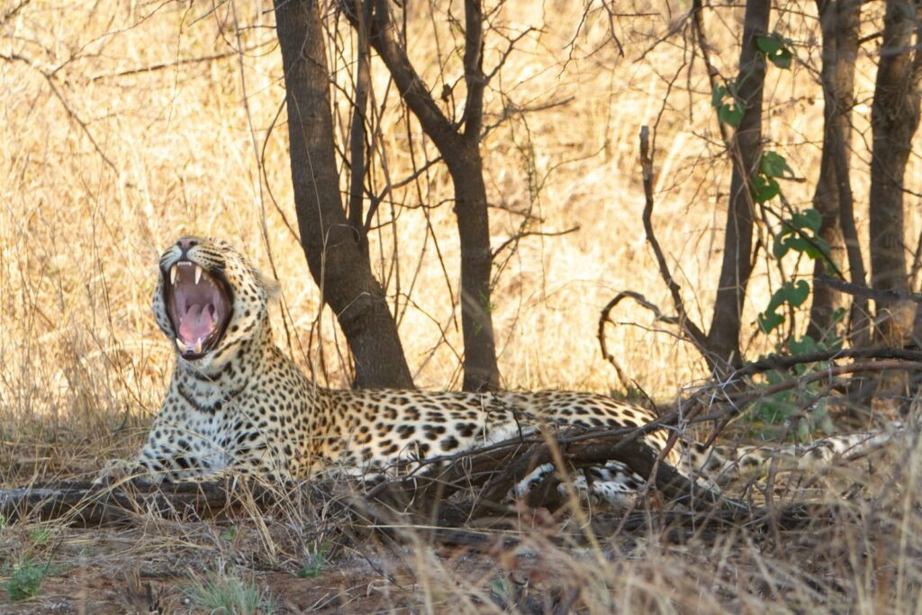 Saber toothed cat: a cheetah lying in the woods with its mouth open