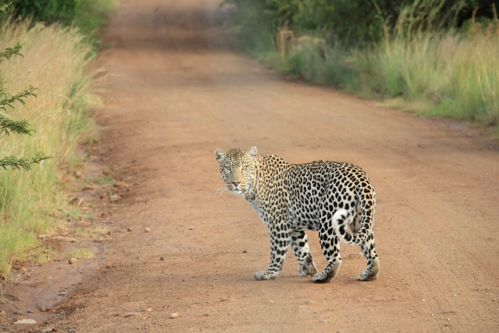 Wildlife conservation:
leopard on dirt road