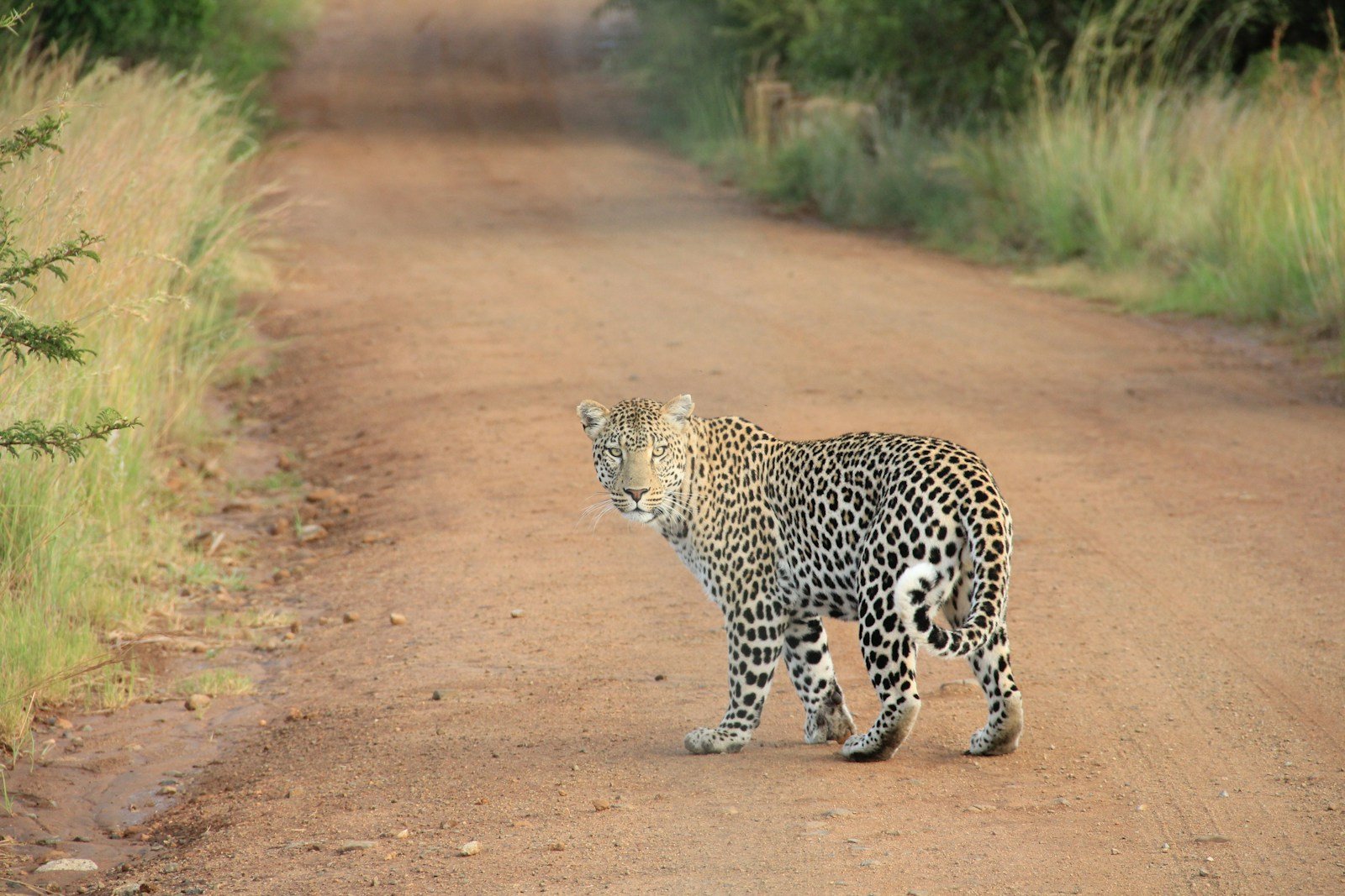 Photo by Martyn Seddon Humans: leopard on dirt road