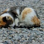 ecosystem: a calico cat sleeping on a gravel road