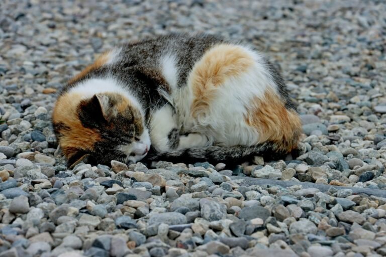 ecosystem: a calico cat sleeping on a gravel road