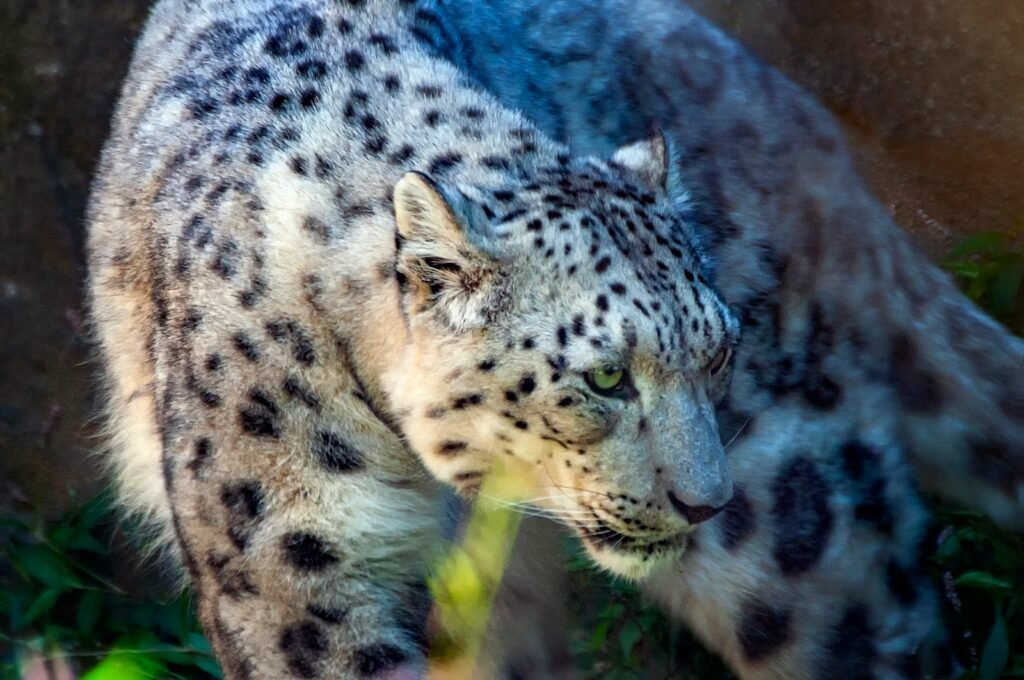 wildlife conservation: snow leopard