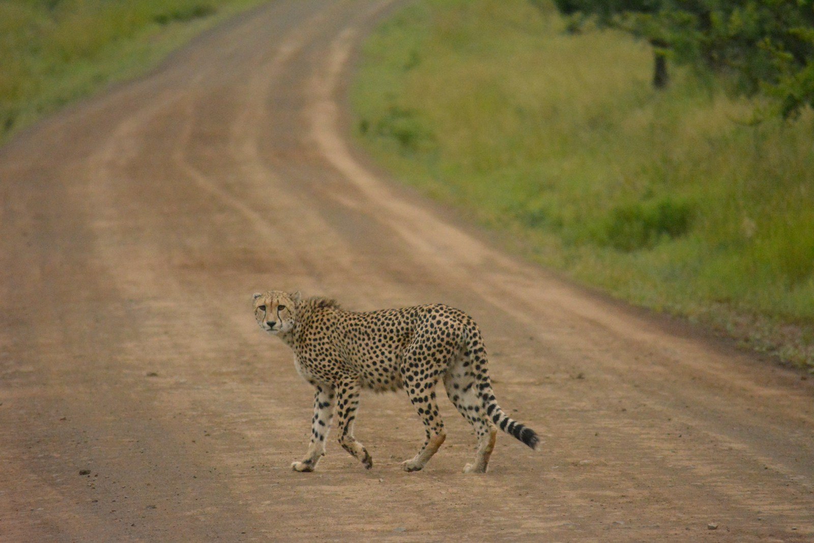 A cheetah with its distinctive black-ringed cats tails stalking prey in the tall grass.