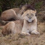 cat documentaries: brown lion lying on brown grass during daytime
