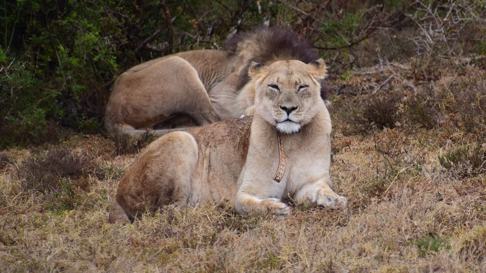 cat documentaries: brown lion lying on brown grass during daytime