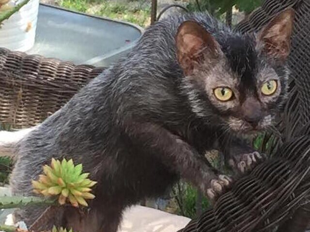 A Lykoi cat with its unique partially hairless, wolf-like coat climbing on a mesh surface, surrounded by potted plants