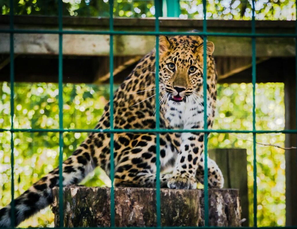 Leopard behind bars in a zoo enclosure showcasing its majestic fur and intense gaze.