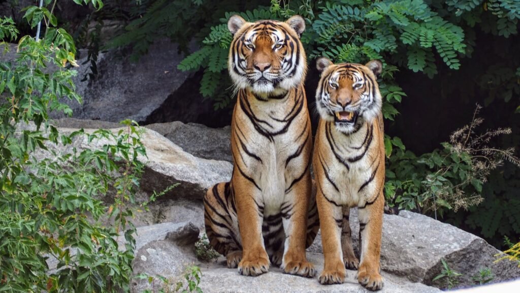 big cat protection: Two Bengal tigers sitting on rocks surrounded by lush greenery, showcasing their natural beauty.