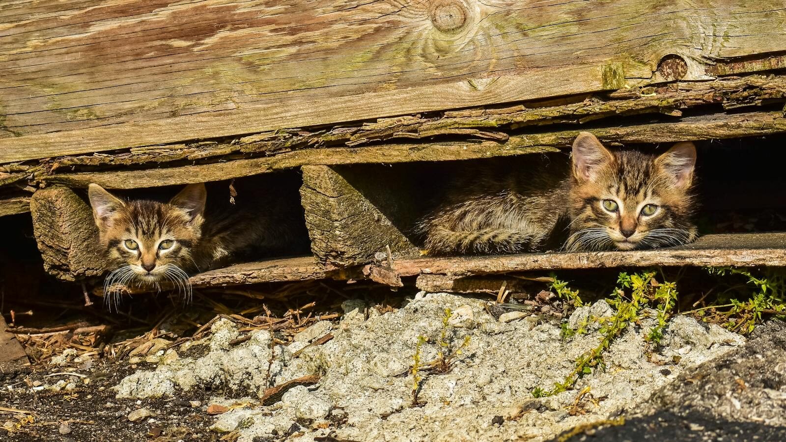 Two tabby kittens peeking out from under a wooden structure, hiding in the shadows with curious eyes, surrounded by a rustic outdoor setting.