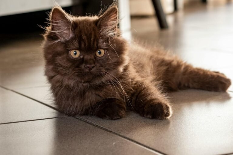 persian cat