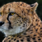 cheetah, animal, mammal, feline, wild cat, big cat, carnivore, hunter, predator, wildlife, nature, closeup, cheetah, wildlife, wildlife, wildlife, wildlife, wildlife