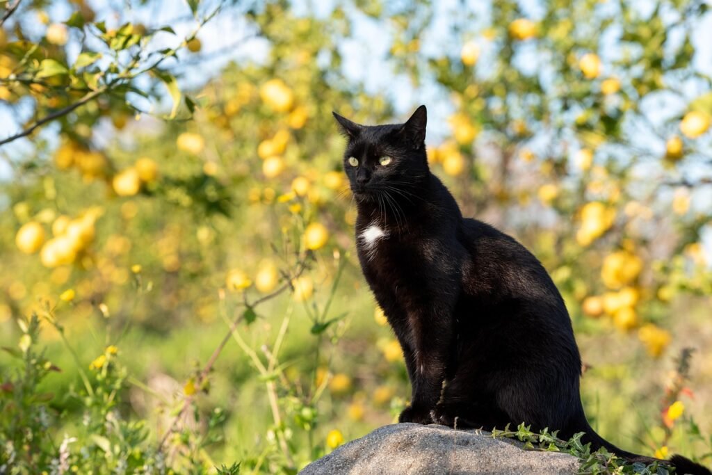 cat, mammal, animal, black cat, nature, pet, feline, domestic cat, domestic animal, lemon grove, portrait, cat, cat, cat, cat, cat, black cat