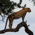 Leopard on a branch