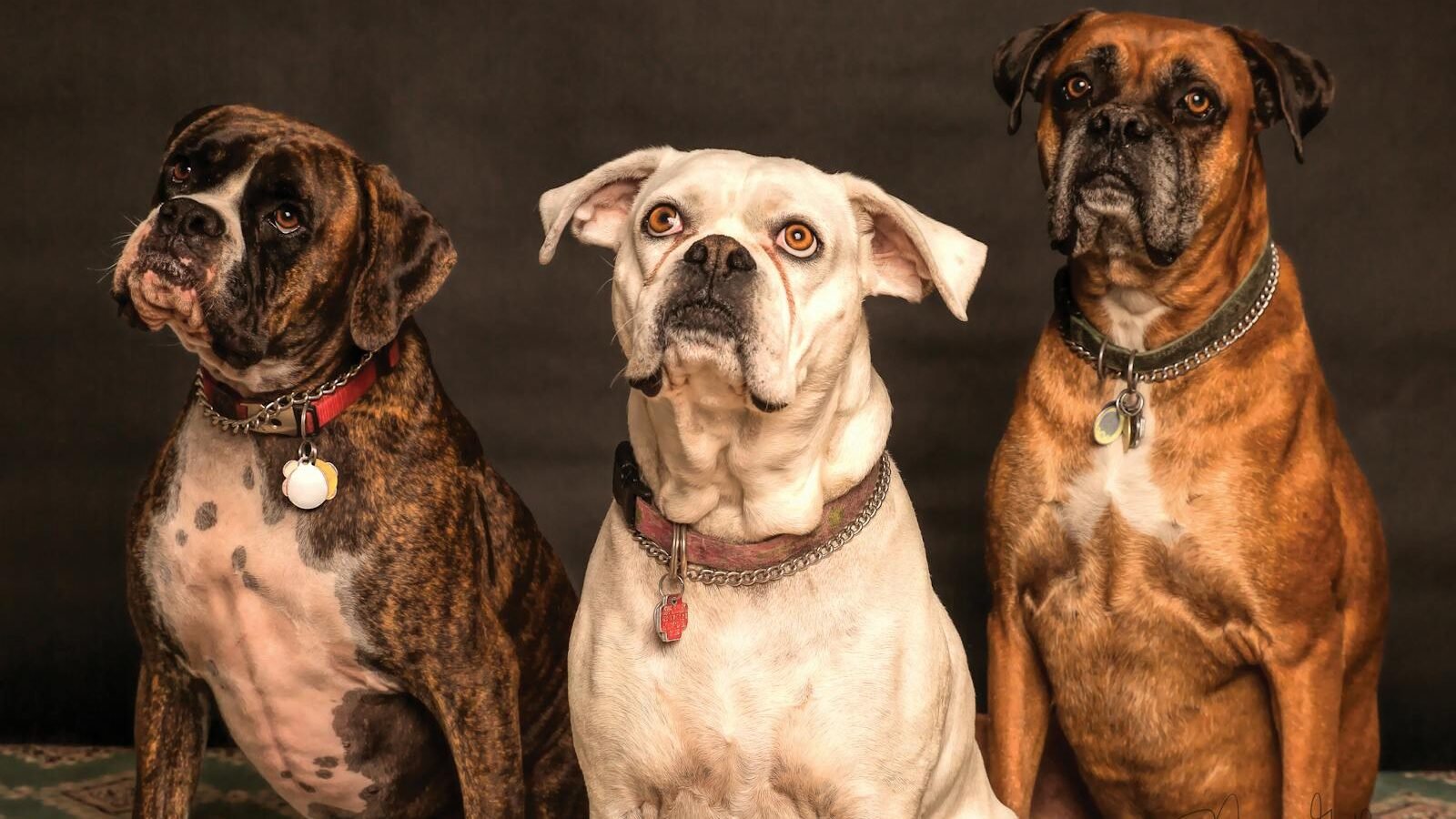 Three boxers sitting side by side against a dark background. The dogs, with their distinct brown, brindle, and white coats, display attentive expressions and wear collars with tags.