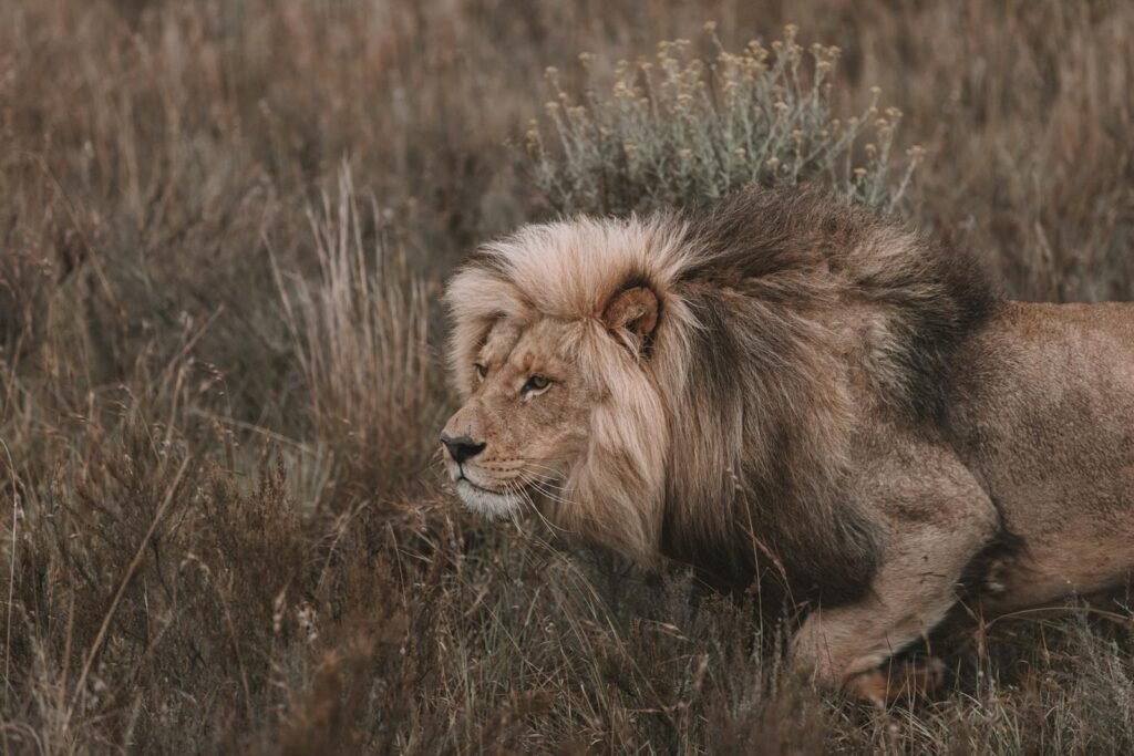 A powerful lion king prowling through the grasslands, showcasing its majestic mane.
