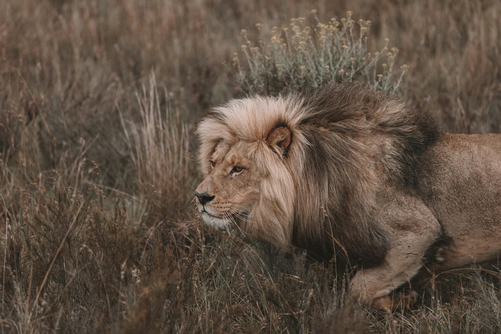 Photo by Brayden Stanford A powerful lion king prowling through the grasslands, showcasing its majestic mane.