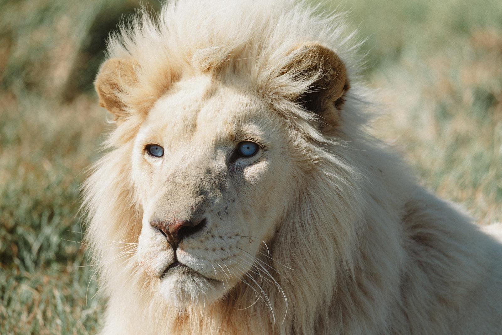 Cats eyes: Close-up of a majestic white lion with striking blue eyes outdoors in daylight.