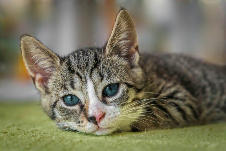 cats: european shorthair, cat