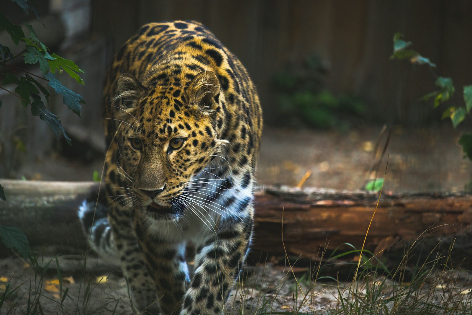 rewilding big cat