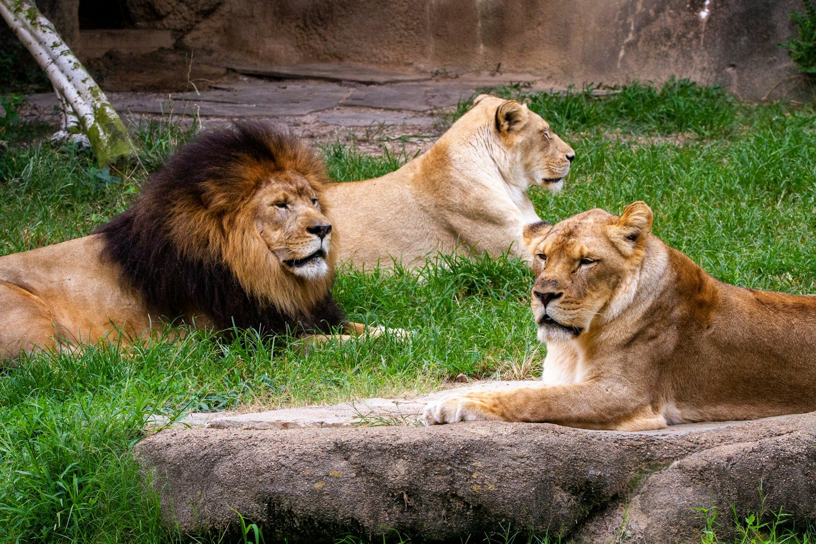 Photo by Joshua J. Cotten Wild Cats in a den