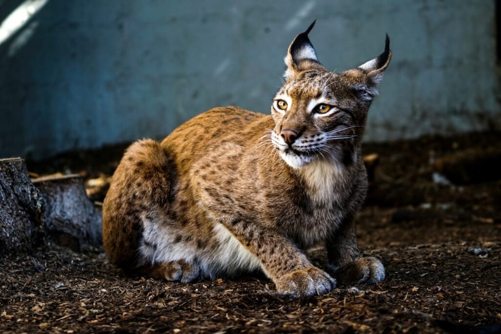 incredible skills: lynx cat