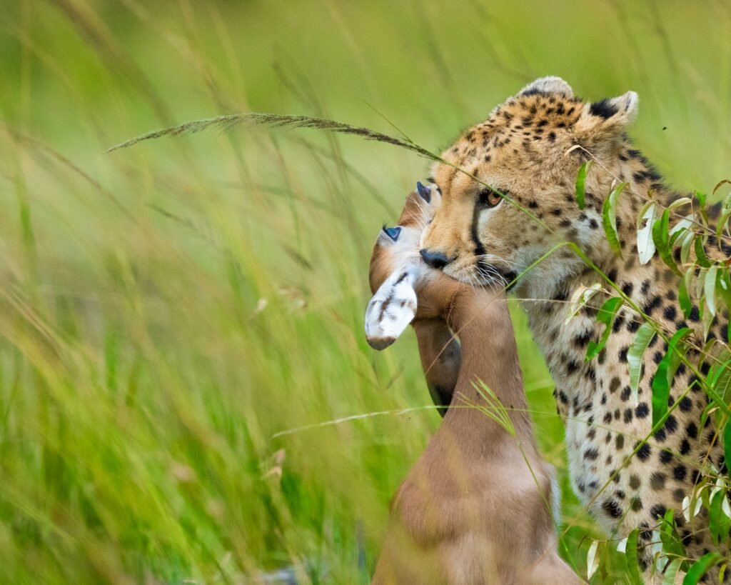 cheetah on green grass field during daytime
