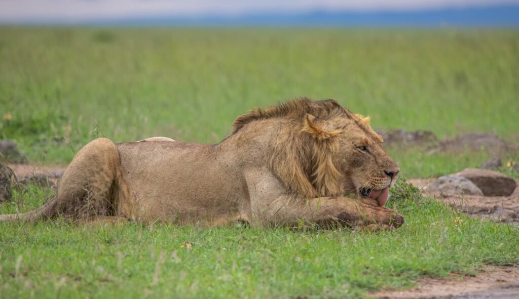 cat hybrids: brown lion lying on green grass field during daytime