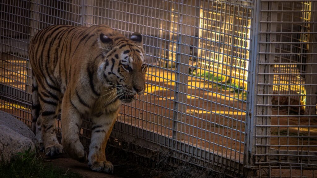 A tiger in a cage looking at another tiger