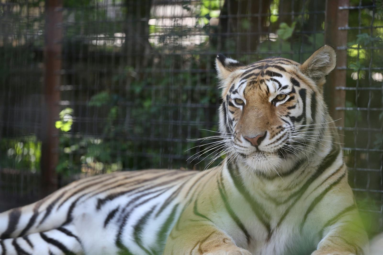 Captivity: A Bengal tiger lies gracefully behind a wire fence, showcasing its majestic presence.