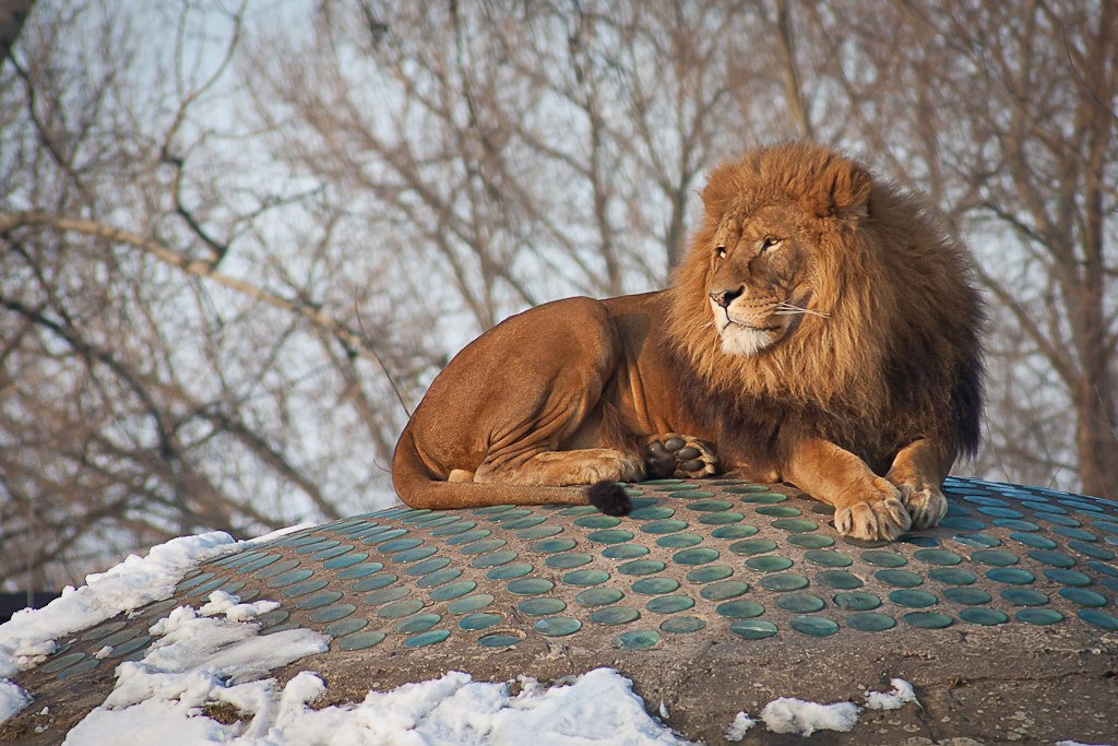 Lion Conservation movements: Male Lion lying down