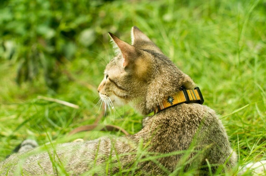 a cat with a collar sitting in the grass