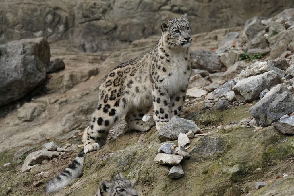 snow leopard, big cat, nature, animals, snow leopard, snow leopard, snow leopard, snow leopard, snow leopard